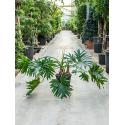 Philodendron selloum S kamerplant