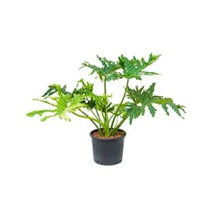 Philodendron selloum L hydrocultuur plant