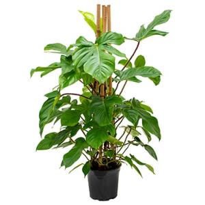 Philodendron squamiferum kamerplant