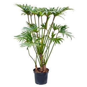 Philodendron xantal L kamerplant Philodendron xantal L kamerplant