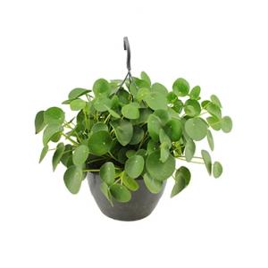 Pilea peperomioides pannenkoekenplant hangplant