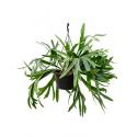 Hertshoornvaren Platycerium Bifurcatum L 60 cm hangplant