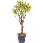 Dracaena Pleomele song of india L kamerplant