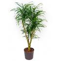Dracaena pleomele anita L hydrocultuur plant