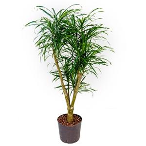 Dracaena pleomele anita L hydrocultuur plant