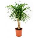Dracaena Pleomele anita S kamerplant