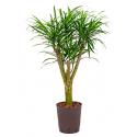 Dracaena pleomele anita S hydrocultuur plant