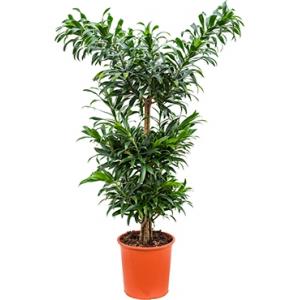 Dracaena Pleomele reflexa multi kamerplant