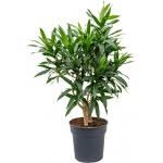 Dracaena Pleomele reflexa M kamerplant