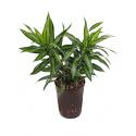 Dracaena pleomele song of jamaica hydrocultuur plant