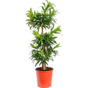 Dracaena Pleomele song of jamaica M kamerplant