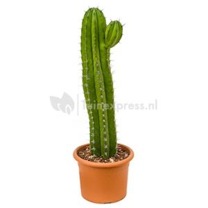 Polaskia cactus chichipe M kamerplant