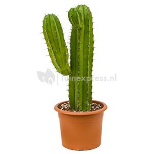 Polaskia cactus chichipe L kamerplant