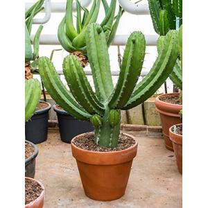 Polaskia cactus chichipe XXL kamerplant