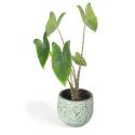 All in 1 kamerplant Alocasia zebrina XS in antiq bronze bloempot