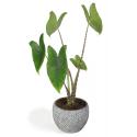 All in 1 kamerplant Alocasia zebrina XS in fay blue gold bloempot