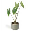 All in 1 kamerplant Alocasia zebrina XS in iris mint bloempot
