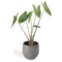 All in 1 kamerplant Alocasia zebrina XS in mystic grey bloempot