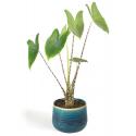 All in 1 kamerplant Alocasia zebrina XS in turqoise bloempot