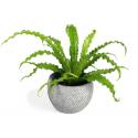 All in 1 kamerplant Asplenium osaka S in fay blue gold bloempot