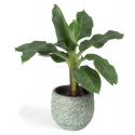 All in 1 kamerplant Bananenplant Musa dwarf cavendish XS in antiq bronze bloempot