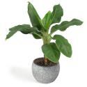 All in 1 kamerplant Bananenplant Musa dwarf cavendish XS in fay blue gold bloempot