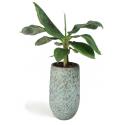 All in 1 kamerplant Bananenplant Musa dwarf cavendish XS in hoge antiq bronze bloempot
