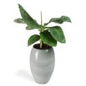 All in 1 kamerplant Bananenplant Musa dwarf cavendish XS in hoge cresta ice blue bloempot