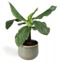 All in 1 kamerplant Bananenplant Musa dwarf cavendish XS in iris mint bloempot