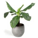 All in 1 kamerplant Bananenplant Musa dwarf cavendish XS in mystic grey bloempot