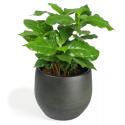 All in 1 kamerplant Koffieplant Coffea arabica S in esra green bloempot