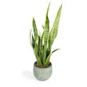 All in 1 kamerplant Sansevieria laurentii XXS in antiq bronze bloempot