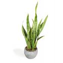 All in 1 kamerplant Sansevieria laurentii XXS in blue fay gold bloempot