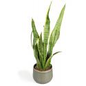 All in 1 kamerplant Sansevieria laurentii XXS in iris mint bloempot