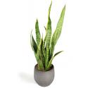 All in 1 kamerplant Sansevieria laurentii XXS in mystic grey bloempot