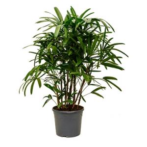 Rhapis excelsa L bamboepalm kamerplant