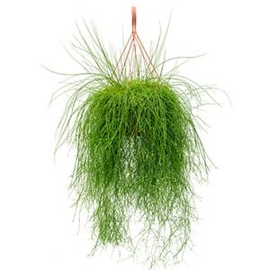 Rhipsalis cassutha XL hangplant Rhipsalis cassutha XL hangplant