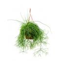 Rhipsalis cassutha M hangplant
