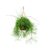 Rhipsalis cassutha M hangplant