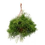 Rhipsalis clavata kamerplant