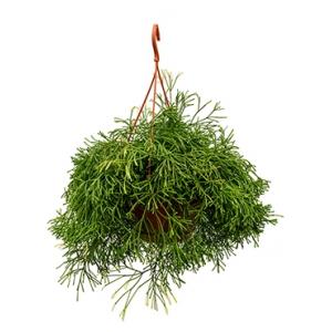 Rhipsalis clavata kamerplant Rhipsalis clavata kamerplant