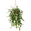 Rhipsalis eliptica hangplant