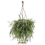 Rhipsalis horrida M hangplant