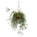 Rhipsalis pilocarpa hangplant