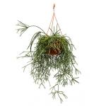 Rhipsalis pilocarpa hangplant