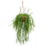 Rhipsalis trigona hangplant