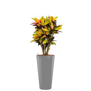 Standard All in 1 Hydrocultuur Croton iceton rond zilver Standard All in 1 Hydrocultuur Croton iceton rond zilver