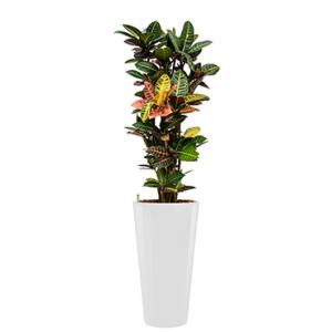Standard All in 1 Hydrocultuur Croton petra rond wit Standard All in 1 Hydrocultuur Croton petra rond wit