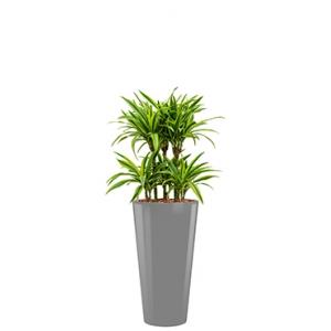 Deluxe All in 1 Hydrocultuur Dracaena lemon lime rond zilver Deluxe All in 1 Hydrocultuur Dracaena lemon lime rond zilver