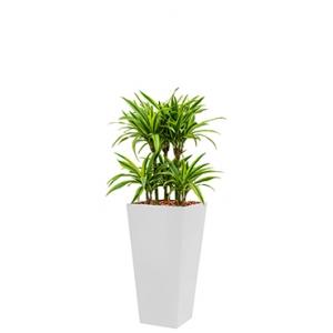 Deluxe All in 1 Hydrocultuur Dracaena lemon lime vierkant wit Deluxe All in 1 Hydrocultuur Dracaena lemon lime vierkant wit